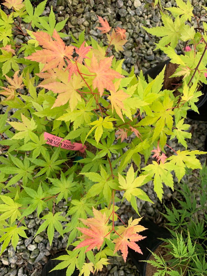 - Acer palmatum 'Dragon Master' Golden Weeping Japanese Maple - Mr Maple │ Buy Japanese Maple Trees