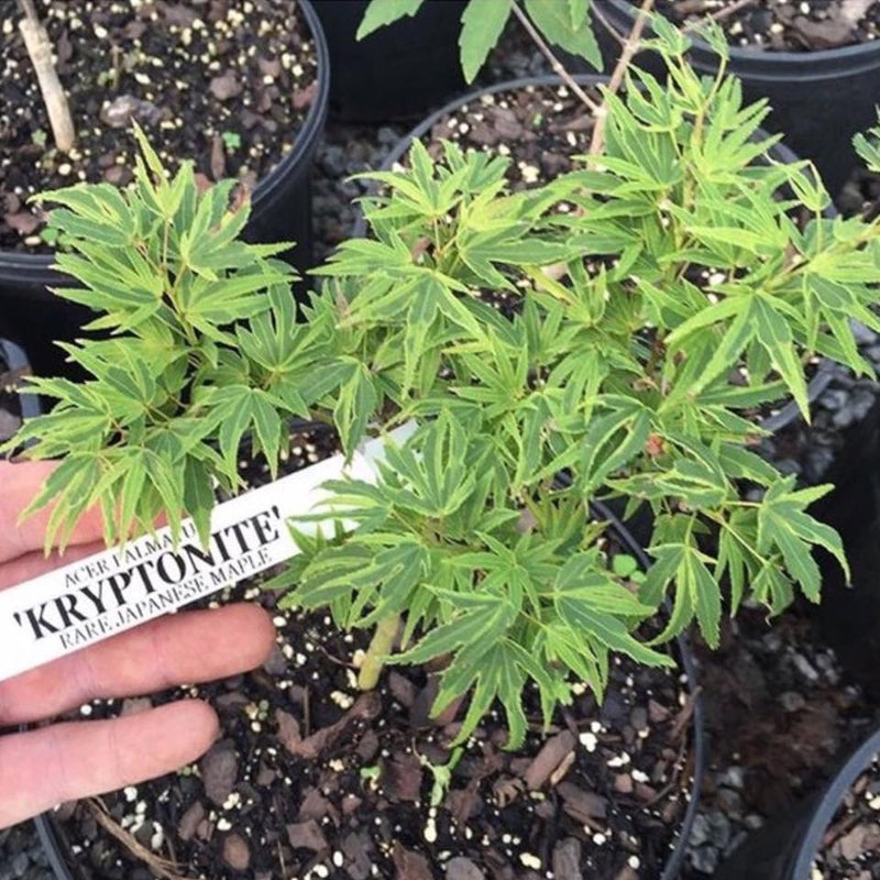 - Acer palmatum Kryptonite™ Japanese Maple - Mr Maple │ Buy Japanese Maple Trees