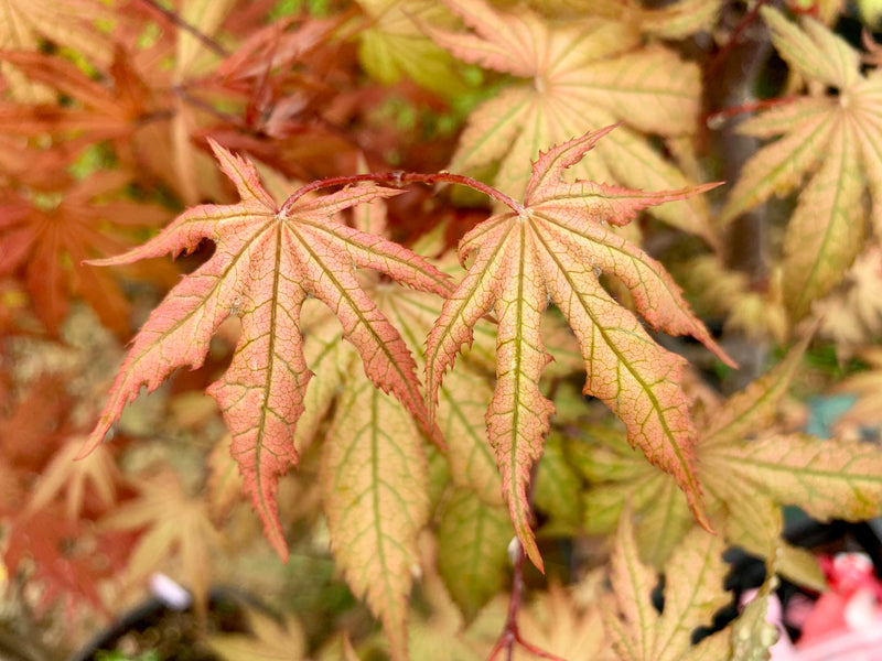 - Acer palmatum 'Nebula' Variegated Japanese Maple - Mr Maple │ Buy Japanese Maple Trees