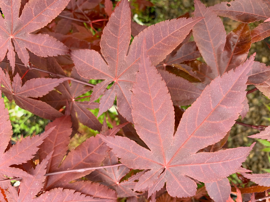 Acer palmatum 'Jet Black' Deep Dark Red Japanese Maple