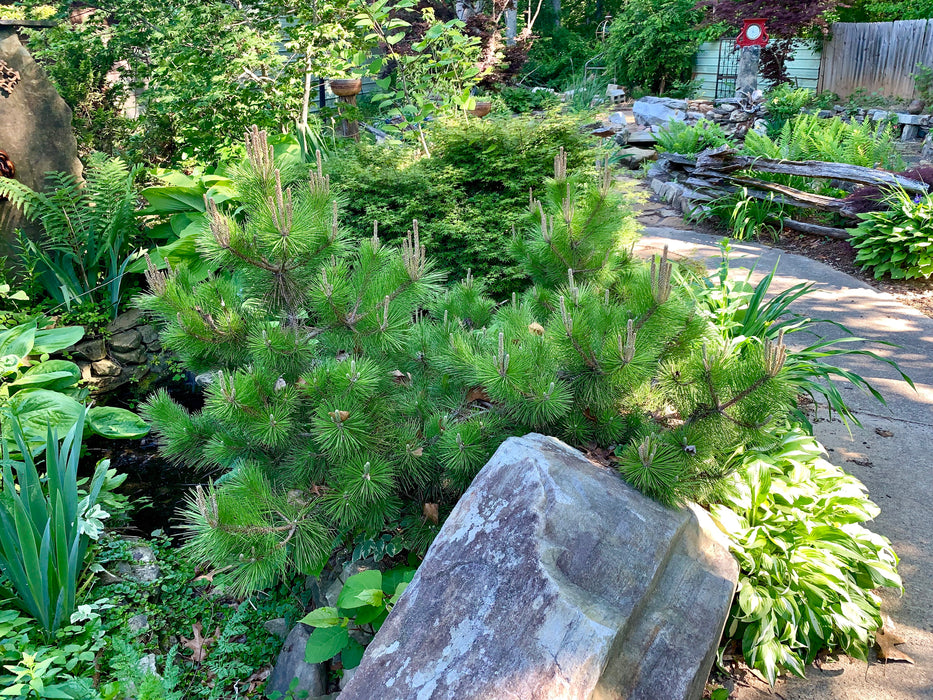Pinus thunbergii 'Banshosho' Dwarf Japanese Black Pine Tree