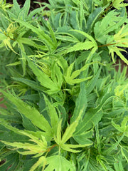 - Acer palmatum Kryptonite™ Japanese Maple - Mr Maple │ Buy Japanese Maple Trees