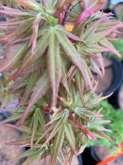 - Acer palmatum 'Koi' Dwarf Japanese Maple - Mr Maple │ Buy Japanese Maple Trees