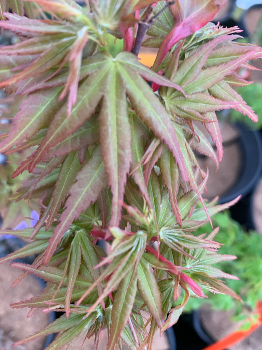 Acer palmatum 'Koi' Dwarf Japanese Maple