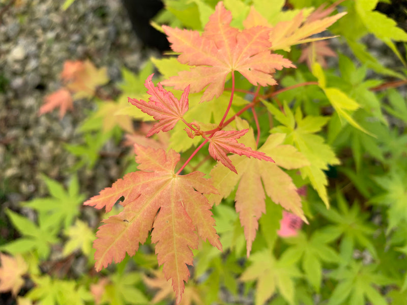- Acer palmatum 'Dragon Master' Golden Weeping Japanese Maple - Mr Maple │ Buy Japanese Maple Trees
