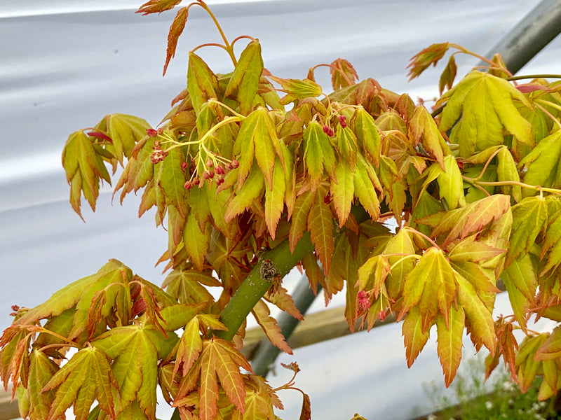 - Acer palmatum 'Dragon Master' Golden Weeping Japanese Maple - Mr Maple │ Buy Japanese Maple Trees