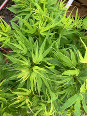 - Acer palmatum Kryptonite™ Japanese Maple - Mr Maple │ Buy Japanese Maple Trees