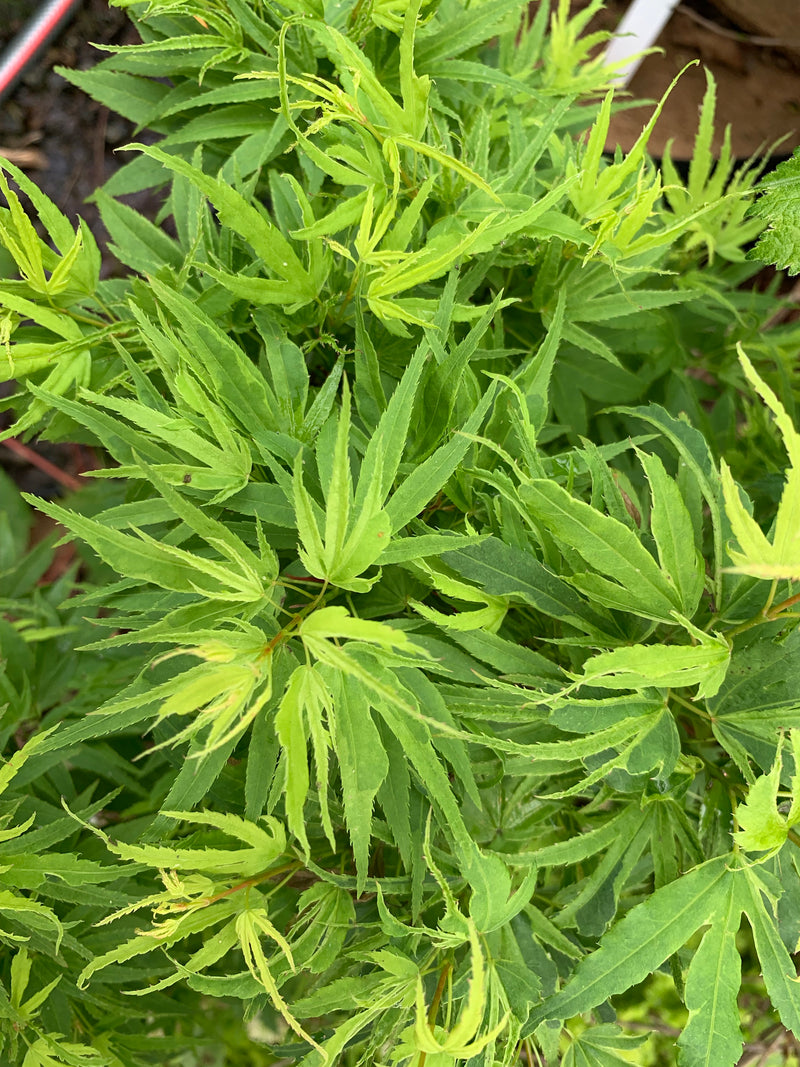 - Acer palmatum Kryptonite™ Japanese Maple - Mr Maple │ Buy Japanese Maple Trees