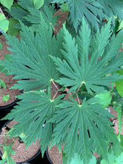 - Acer japonicum ‘Rising Sun’ Japanese Maple - Mr Maple │ Buy Japanese Maple Trees