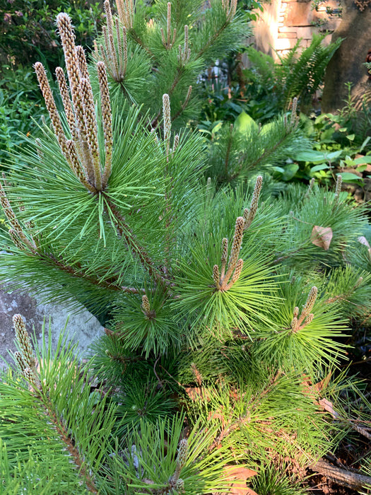 Pinus thunbergii 'Banshosho' Dwarf Japanese Black Pine Tree