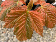 - Acer pseudoplatanus 'Esk Sunset' Rare Variegated Eskimo Sunset Maple - Mr Maple │ Buy Japanese Maple Trees