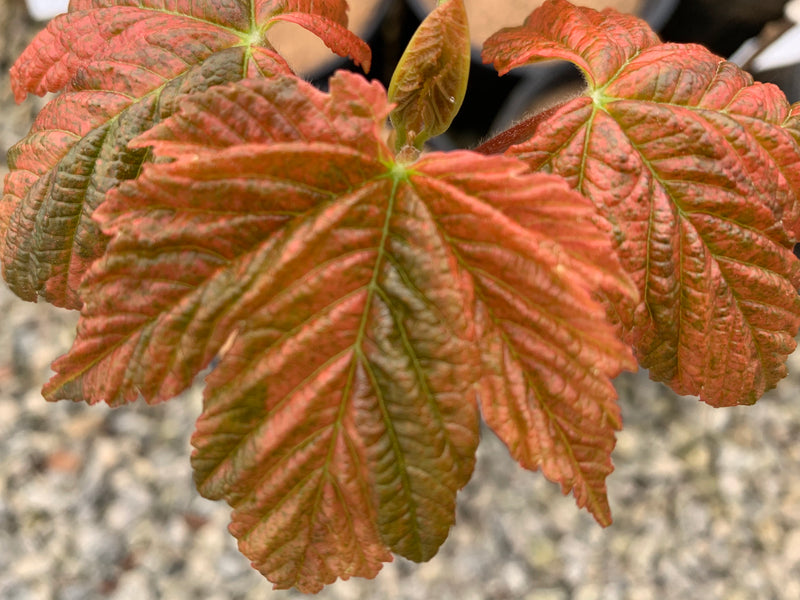- Acer pseudoplatanus 'Esk Sunset' Rare Variegated Eskimo Sunset Maple - Mr Maple │ Buy Japanese Maple Trees
