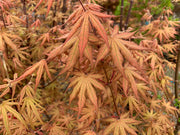 - Acer palmatum 'Nebula' Variegated Japanese Maple - Mr Maple │ Buy Japanese Maple Trees