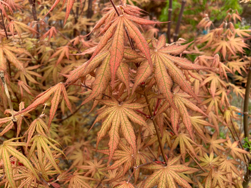 - Acer palmatum 'Nebula' Variegated Japanese Maple - Mr Maple │ Buy Japanese Maple Trees