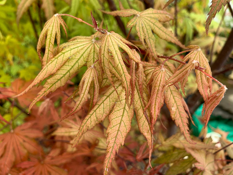 - Acer palmatum 'Nebula' Variegated Japanese Maple - Mr Maple │ Buy Japanese Maple Trees