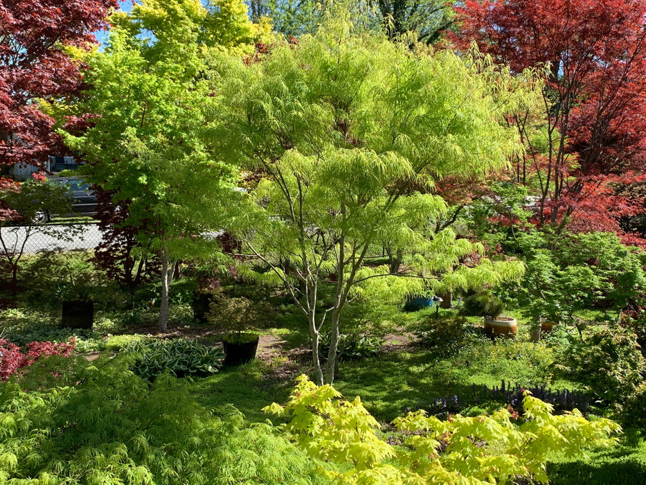 FOR PICKUP ONLY | Acer palmatum 'Koto-no-ito' Japanese Maple | DOES NOT SHIP