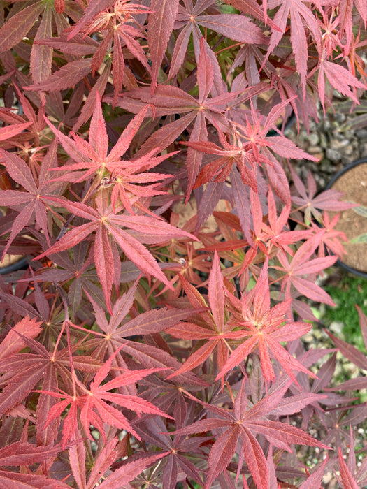 Acer palmatum 'Rite of Spring' Japanese Maple