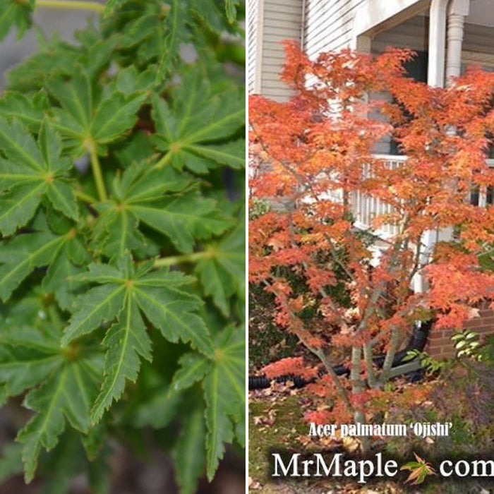 Acer palmatum 'Ojishi' Male Lion Japanese Maple