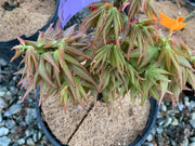 - Acer palmatum 'Koi' Dwarf Japanese Maple - Mr Maple │ Buy Japanese Maple Trees