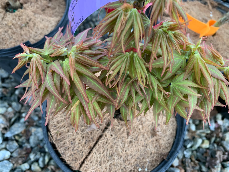 - Acer palmatum 'Koi' Dwarf Japanese Maple - Mr Maple │ Buy Japanese Maple Trees