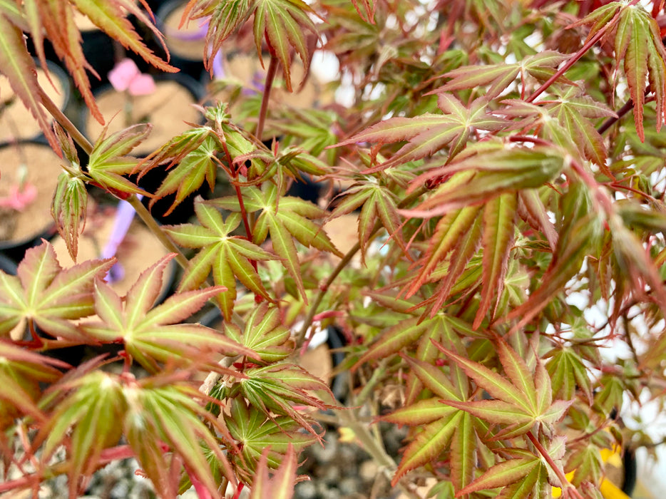 Acer palmatum 'Green Goblin' Dwarf Japanese Maple
