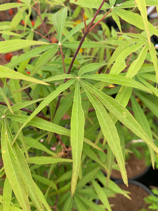 Acer palmatum 'Kenbu' Japanese Maple
