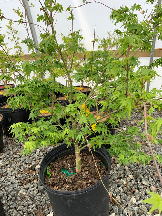 Acer palmatum 'Little Embers' Japanese Maple