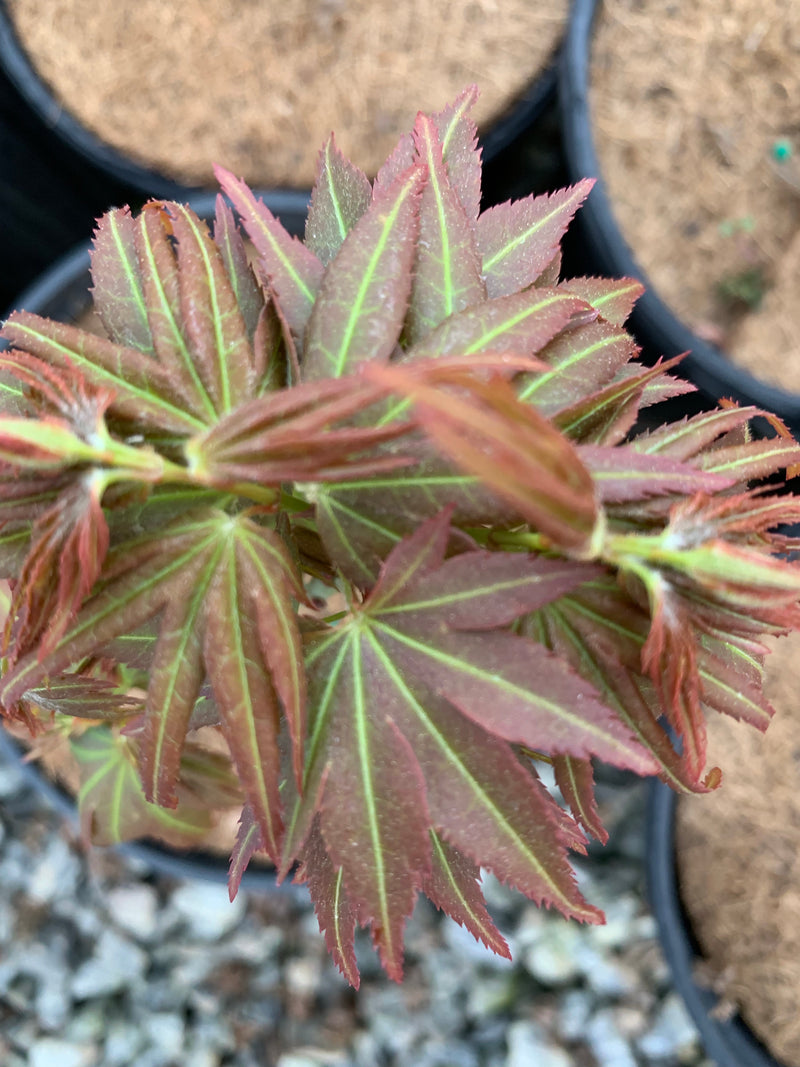 - Acer palmatum 'Koi' Dwarf Japanese Maple - Mr Maple │ Buy Japanese Maple Trees