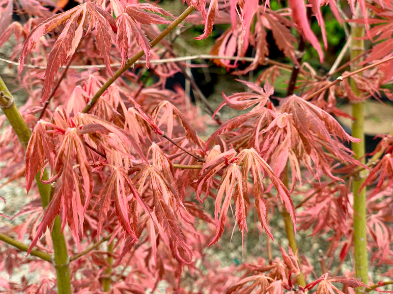 - Acer palmatum 'Lileeanne's Jewel' Japanese Maple - Mr Maple │ Buy Japanese Maple Trees