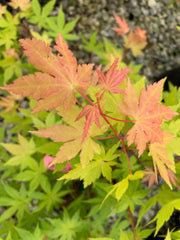 - Acer palmatum 'Dragon Master' Golden Weeping Japanese Maple - Mr Maple │ Buy Japanese Maple Trees