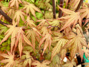 - Acer palmatum 'Nebula' Variegated Japanese Maple - Mr Maple │ Buy Japanese Maple Trees