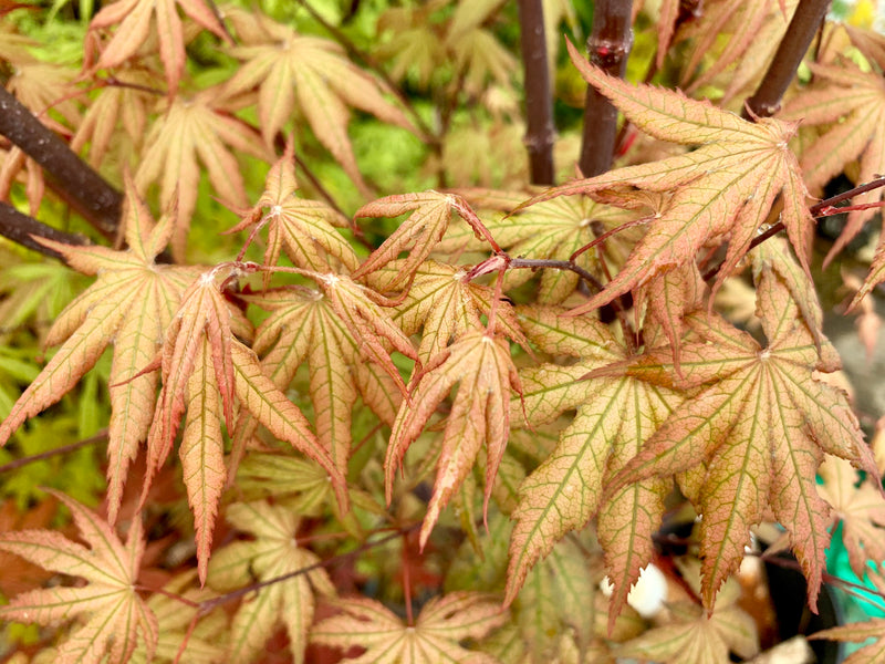 - Acer palmatum 'Nebula' Variegated Japanese Maple - Mr Maple │ Buy Japanese Maple Trees