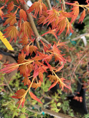 - Acer palmatum 'Golden Falls' Weeping Golden Japanese Maple - Mr Maple │ Buy Japanese Maple Trees