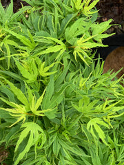 - Acer palmatum Kryptonite™ Japanese Maple - Mr Maple │ Buy Japanese Maple Trees