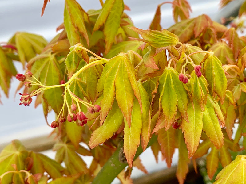 - Acer palmatum 'Dragon Master' Golden Weeping Japanese Maple - Mr Maple │ Buy Japanese Maple Trees