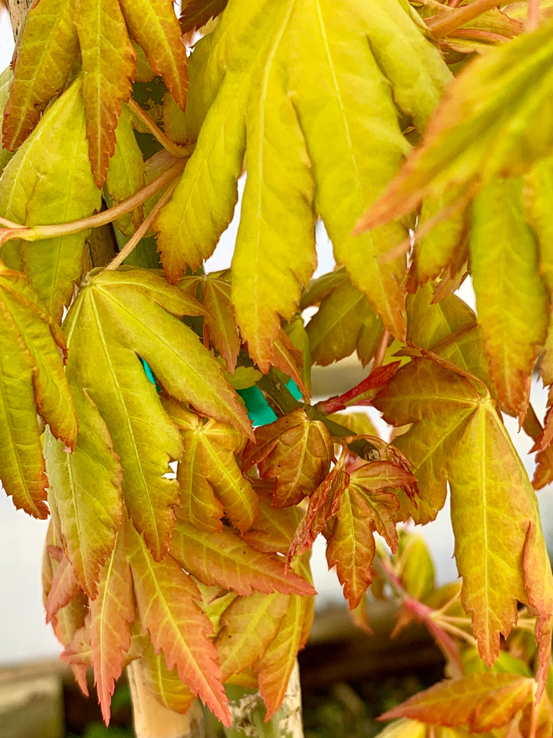 - Acer palmatum 'Dragon Master' Golden Weeping Japanese Maple - Mr Maple │ Buy Japanese Maple Trees