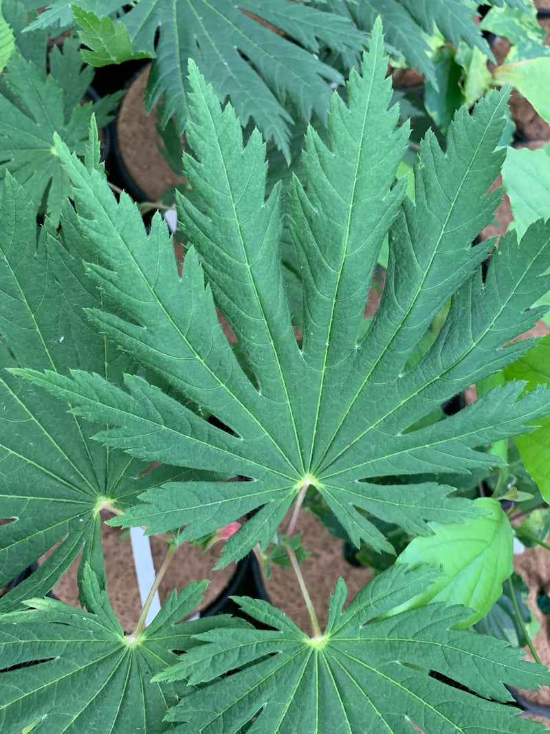 - Acer japonicum ‘Rising Sun’ Japanese Maple - Mr Maple │ Buy Japanese Maple Trees