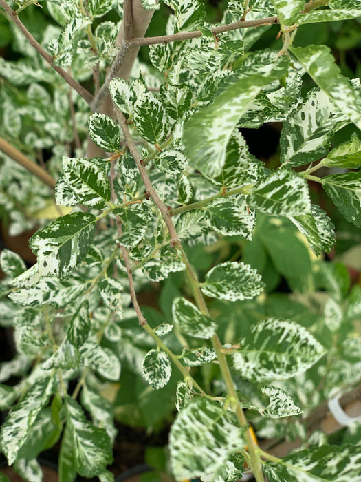 Ulmus parvifolia 'Mottled Molly' Variegated Chinese Lacebark Elm