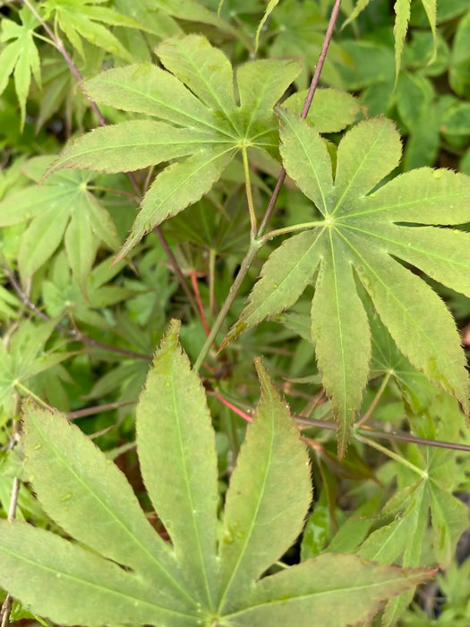 Acer palmatum 'Peridot Flame' Japanese Maple