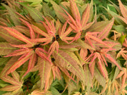 - Acer palmatum 'Mystic Mikawa' Miniature Japanese Maple - Mr Maple │ Buy Japanese Maple Trees