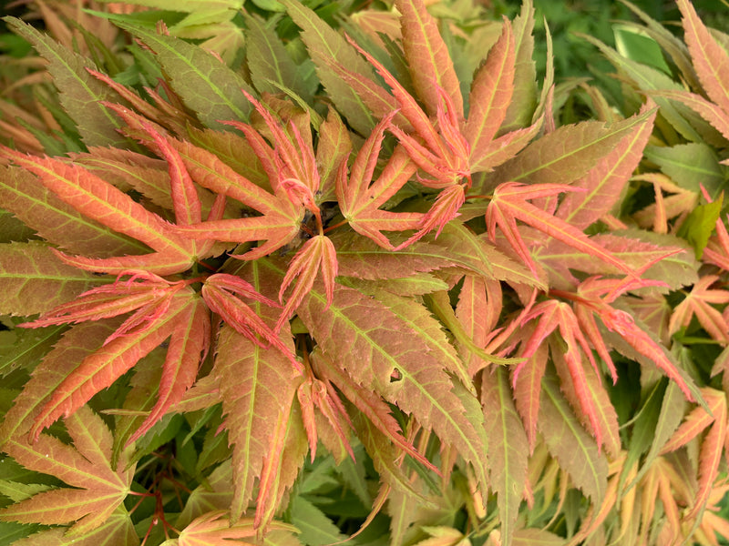 - Acer palmatum 'Mystic Mikawa' Miniature Japanese Maple - Mr Maple │ Buy Japanese Maple Trees
