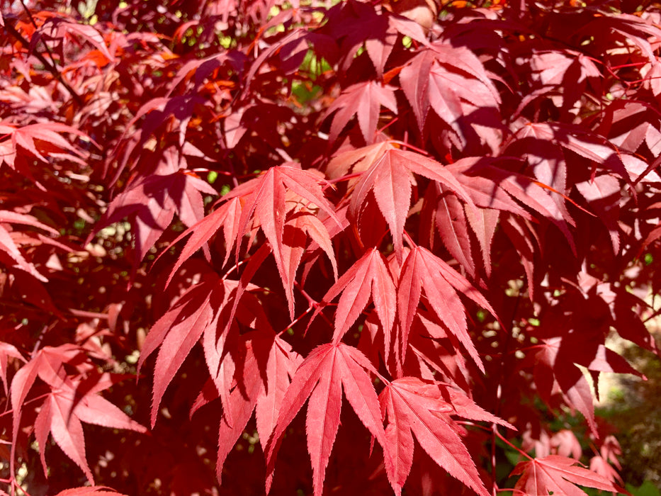 Acer palmatum 'Red Flash' Japanese Maple
