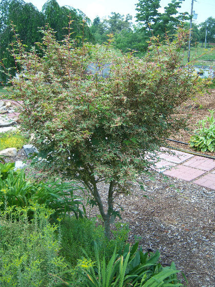 - Acer palmatum 'Beni shichihenge' Pink Variegated Japanese Maple - Mr Maple │ Buy Japanese Maple Trees