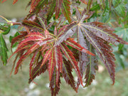 - Acer palmatum 'Orion' Dwarf Red Japanese Maple - Mr Maple │ Buy Japanese Maple Trees