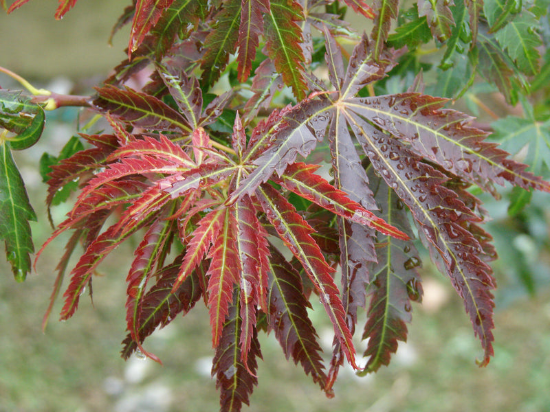 - Acer palmatum 'Orion' Dwarf Red Japanese Maple - Mr Maple │ Buy Japanese Maple Trees