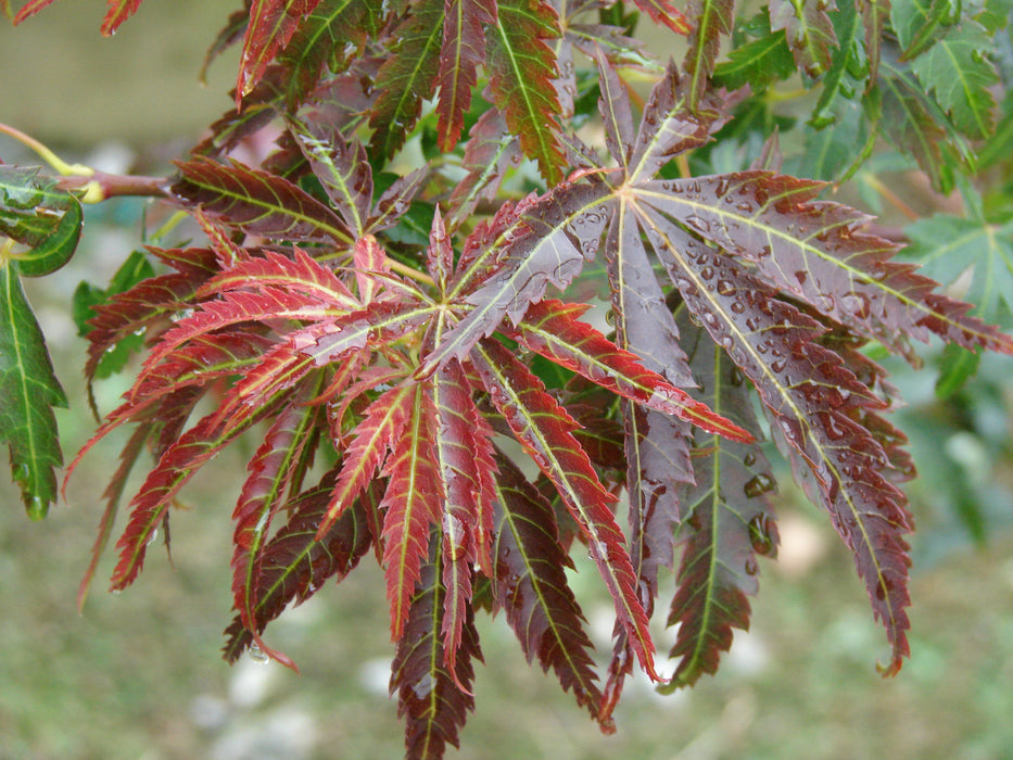 Acer palmatum 'Orion' Dwarf Red Japanese Maple