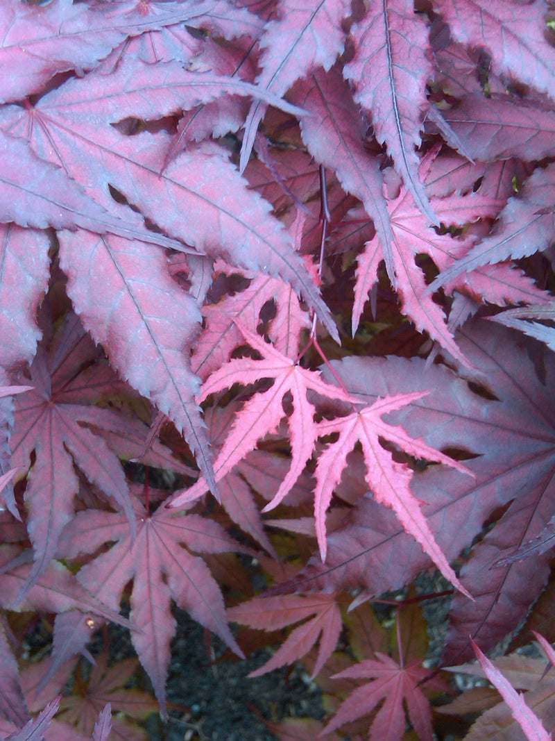 - FOR PICKUP ONLY | Acer palmatum 'Purple Ghost' Japanese Maple | DOES NOT SHIP - Mr Maple │ Buy Japanese Maple Trees
