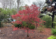 - Acer palmatum 'Purple Ghost' Japanese Maple - Mr Maple │ Buy Japanese Maple Trees