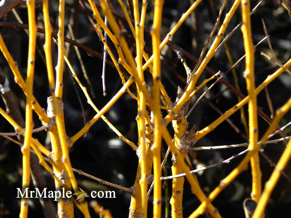 Styphnolobium japonicum 'Winter Gold' Gold Bark Japanese Pagoda Tree