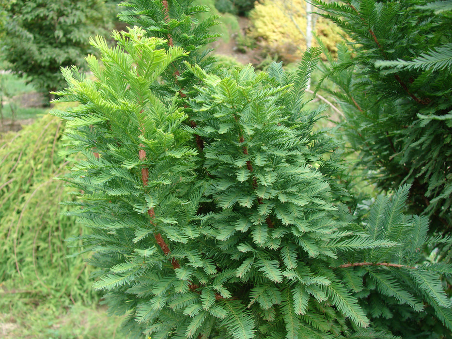 Taxodium distichum 'Peve Minaret' Dense Bald Cypress
